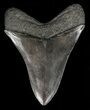 Serrated, Fossil Megalodon Tooth #57173-2